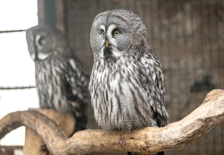 Adler- und Wolfspark Eule, &copy; Eifel Tourismus GmbH, Dominik Ketz