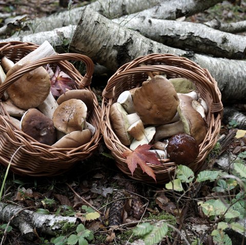 Pilzwanderung, &copy; pixabay