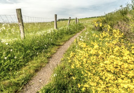 Ein Naturpfad verl&auml;uft neben Wiesen und vorbei an bl&uuml;henden Ginsterstr&auml;uchern.