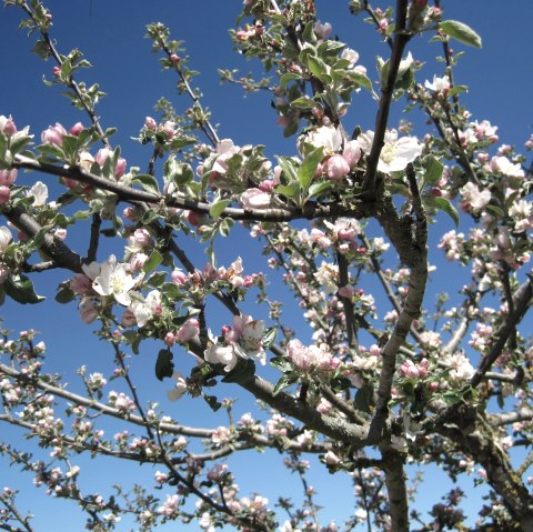 Ein bl&uuml;hender Obstbaum mit rosa-wei&szlig;en Bl&uuml;ten vor einem klaren blauen Himmel., &copy; Touristik GmbH Gerolsteiner Land