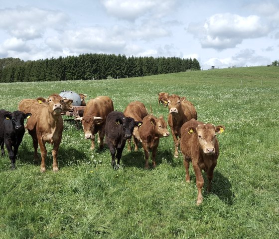 Eine Gruppe von Rindern steht auf einer grünen Wiese. Im Hintergrund sind Bäume und ein blauer Himmel mit Wolken zu sehen., © Touristik GmbH Gerolsteiner Land, Ute Klinkhammer