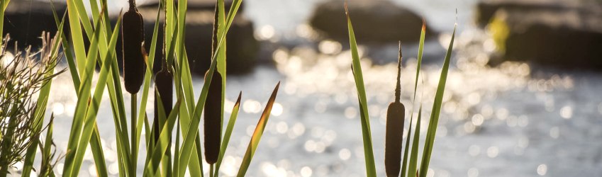 Wasserpflanzen am Rande der Kyll. Das Wasser des Flusses glitzert im Hintergrund.
