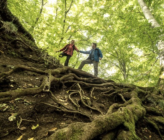 Together through unspoiled forest on the Schneifel Trail, © Eifel Tourismus GmbH, D. Ketz