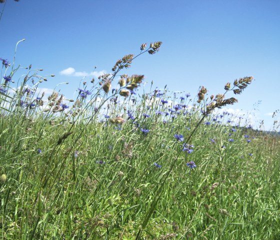 Een zomerse weide met blauwe bloemen en hoog gras onder een strakblauwe hemel., &copy; Touristik GmbH Gerolsteiner Land, Ute Klinkhammer