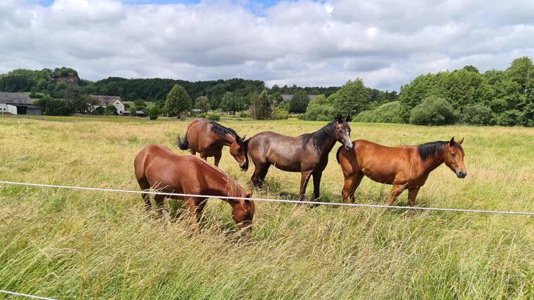 Quatre chevaux paissent dans une vaste prairie. Le ciel est partiellement nuageux et le paysage est vert.