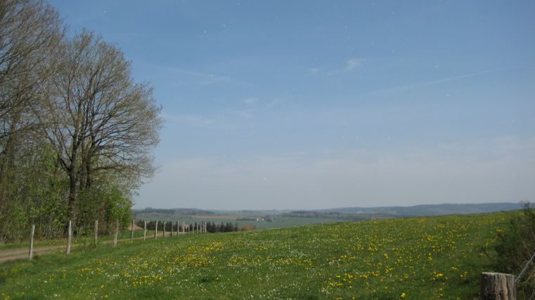 Landschaft mit grünem Feld, blühendem Löwenzahn und Bäumen am linken Bildrand unter blauem Himmel.