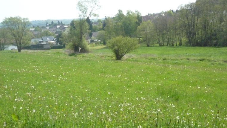 Grüne Wiese mit Löwenzahn und Bäumen im Hintergrund, Dorf im Hintergrund sichtbar.
