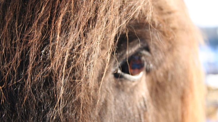 Een dichtbijgelegen paardenoog met lange,bruine vacht. De afbeelding toont de zachte details van het dierengezicht.