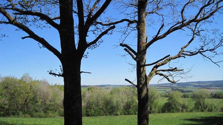Zwei Bäume vor einer grünen Wiese mit weitem Blick auf eine hügelige Landschaft unter klarem, blauem Himmel.