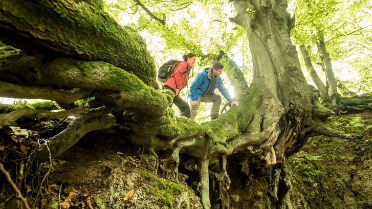 Twee wandelaars op een met mos bedekte boomstam in het bos.