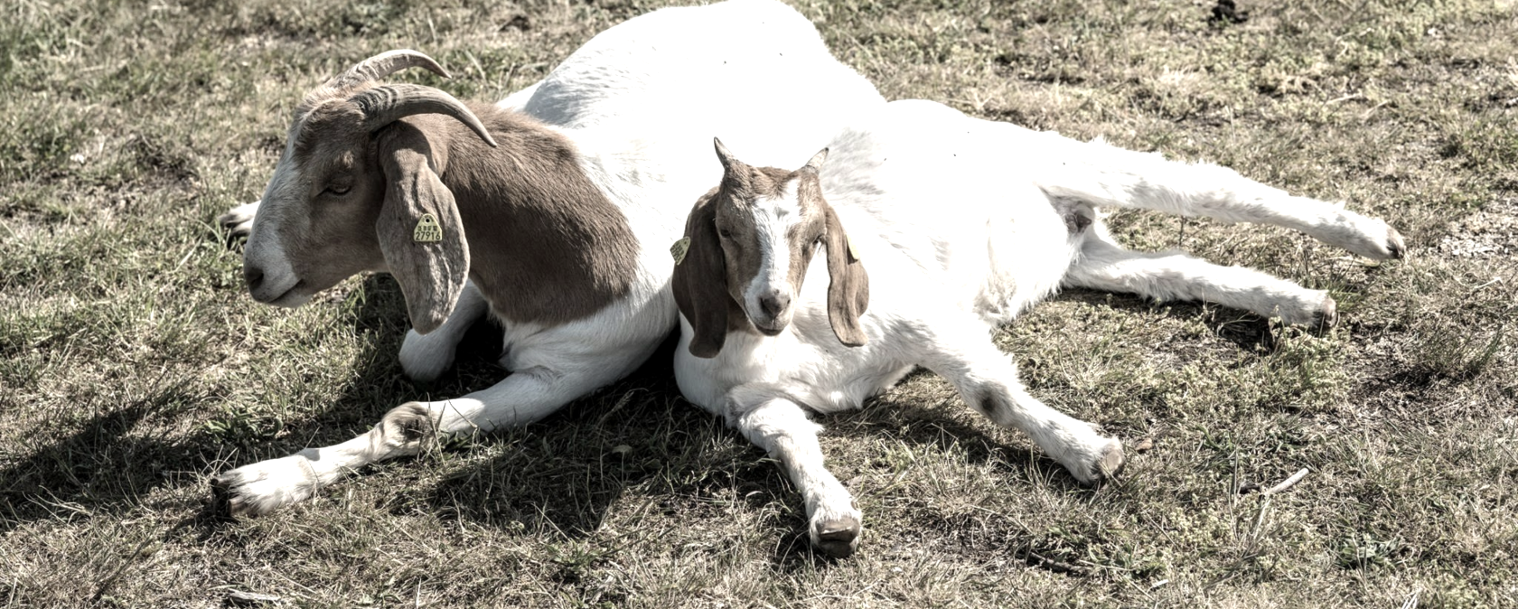Ziegen Vulkangarten, &copy; Eifel Tourismus GmbH, Dominik Ketz