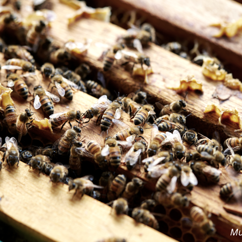 Bienen Imkerei Musterbild, &copy; Canva