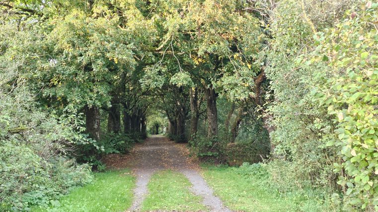 Ein schmaler Wanderweg führt durch einen Tunnel aus dicht belaubten Bäumen, umgeben von üppigem Grün.