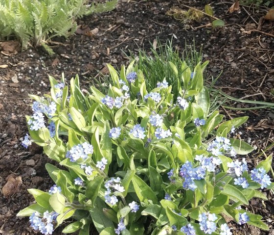 Vergissmeinnicht, &copy; Faber