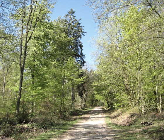Ein sonniger Wanderweg führt durch einen grünen Wald mit frischem Laub unter klarem, blauem Himmel., © Touristik GmbH Gerolsteiner Land