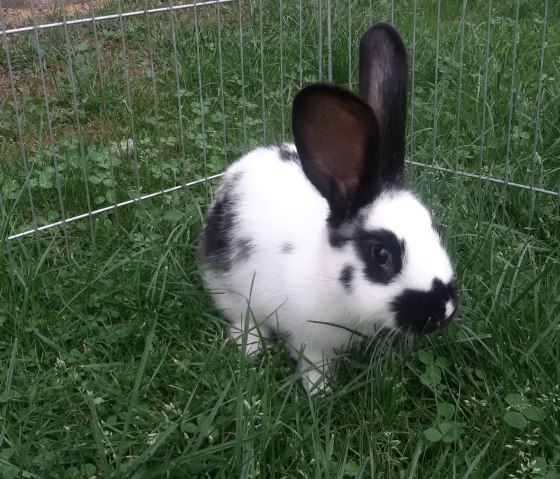 Max the rabbit