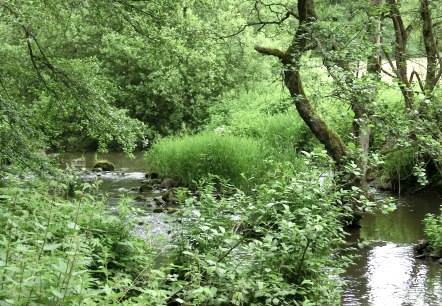 The 2 Streams Trail leads through the Alfbach Valley, © Eifel Tourismus GmbH