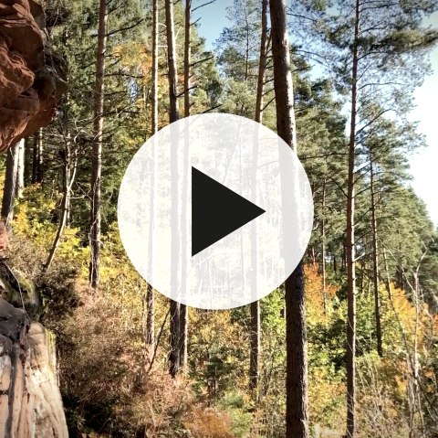 Rock formation in the forest on the Gerolstein reservoir circuit with video play button in the foreground.