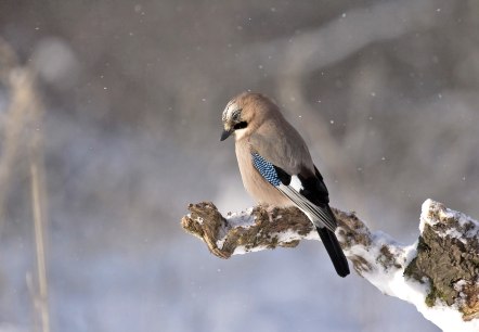 Close-up van een vogel die op een met sneeuw bedekte tak zit. 