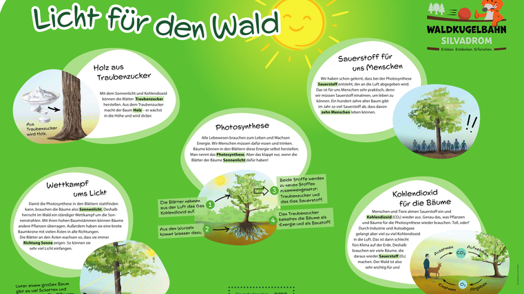 Informationsschild "Licht für den Wald" mit Informationen zu Holz aus Traubenzucker, Wttkampf ums Licht, Photosynthese, Sauerstoff für uns Menschen und Kohlendioxid für die Bäume.