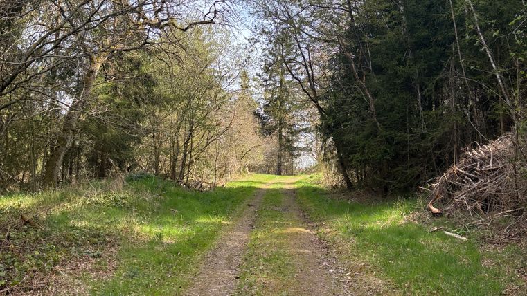 Ein schmaler Waldweg führt durch einen lichten Wald mit grünen Bäumen und blauem Himmel.