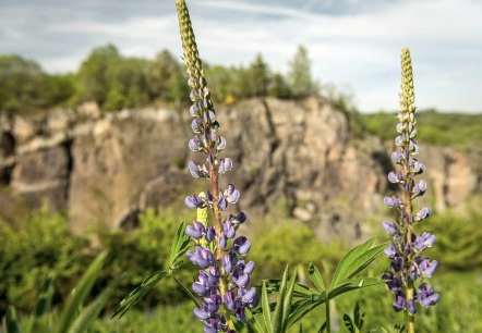 Steffeln Vulkangarten, &copy; Eifel Tourismus GmbH, Dominik Ketz