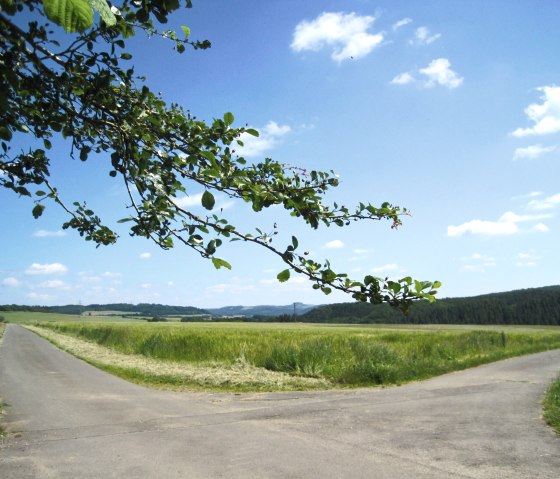 A divided hiking trail in a rural landscape, surrounded by green fields and trees under a clear blue sky., &copy; Touristik GmbH Gerolsteiner Land, Ute Klinkhammer