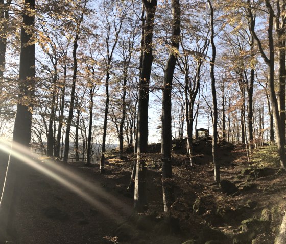Herfstbos met zonnestralen die door de bomen schijnen. De grond is bedekt met bladeren en op de achtergrond is een klein paviljoen zichtbaar., © Touristik GmbH Gerolsteiner Land