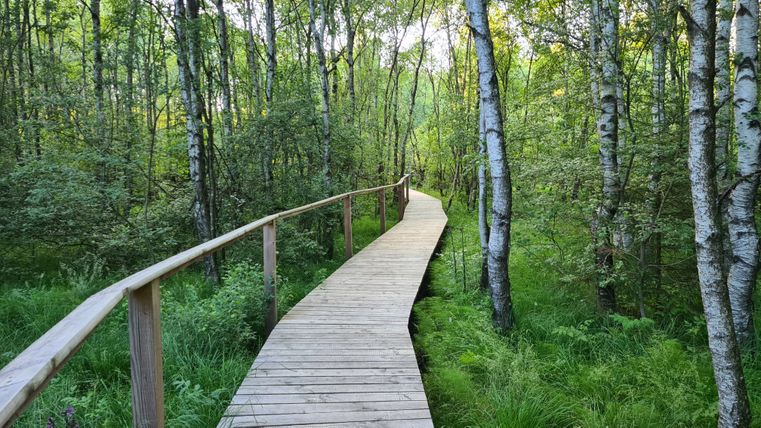 A wooden footbridge leads through a green forest with birch trees.