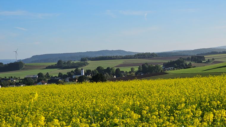 Rapsfeld mit Blick auf ein Dorf und Windräder im Hintergrund.