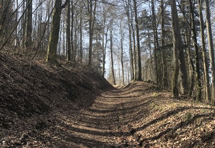 Ein Waldweg im Stadtwald Gerolstein, gesäumt von hohen, kahlen Bäumen unter einem klaren blauen Himmel., © Touristik GmbH Gerolsteiner Land, Leonie Post