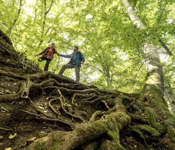 Zwei Wanderer stehen auf einem bewurzelten Hang im Wald. Sie halten sich an den Händen, um das Gleichgewicht zu halten. Die Bäume sind grün und dicht., © Eifel Tourismus GmbH, Dominik Ketz
