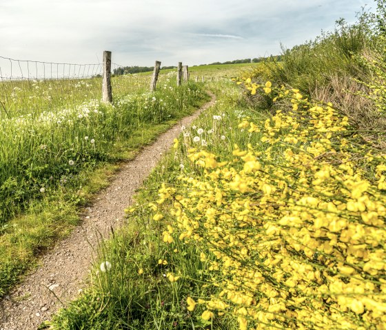 Flowering gorse on the Eichholzmaar, © Eifel Tourismus GmbH, Dominik Ketz