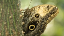 Schmetterling1, © Eifalia