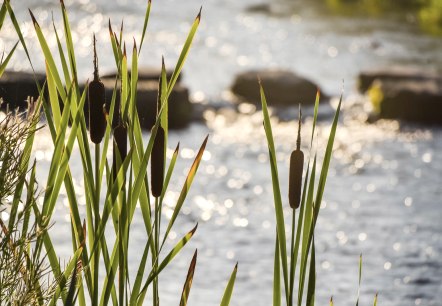 Wasserpflanzen am Rande der Kyll. Das Wasser des Flusses glitzert im Hintergrund.