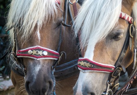 Two brown horses with white manes stand side by side in front of a carriage and wear harnesses.