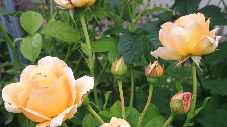 Wunderschöne, peachfarbene Rosen blühen in einem Garten. Die Pflanzen sind grün und lebendig, mit Knospen, die bald aufblühen.