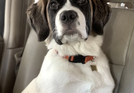 Ein Hund sitzt aufrecht auf dem Ledersitz eines Autos und schaut in die Kamera.