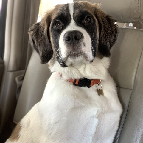 A dog sits upright on the leather seat of a car and looks at the camera.