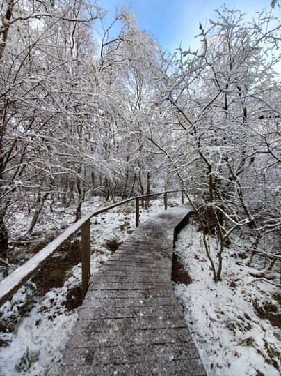 Verschneite Bäume und ein verschneiter Holzsteg, der durch den Wald führt.
