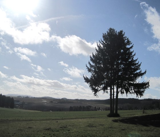 A group of trees stands in a meadow under a sunny sky with scattered clouds., © Touristik GmbH Gerolsteiner Land, Ute Klinkhammer