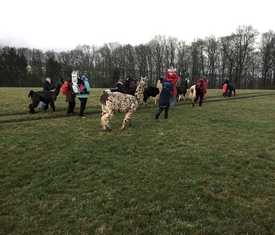 Een groep mensen wandelt over een brede weide. Sommige mensen hebben lama's aan de leiband.