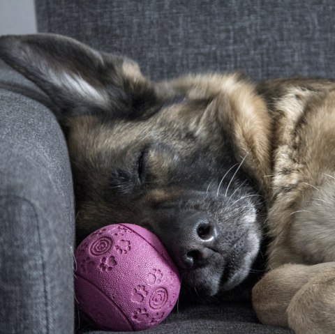 A dog is lying asleep on a grey sofa with its snout pressed against a toy ball.