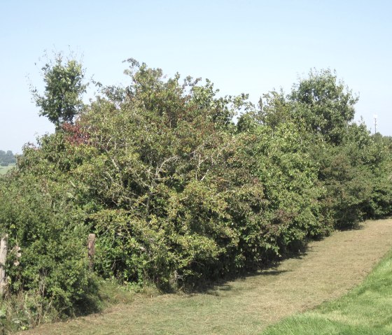 Heckenlandschaft Eifel, &copy; Ute Klinkhammer, Touristik GmbH Gerolsteiner Land