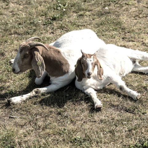 Two white and brown goats lie relaxed close together in a meadow.