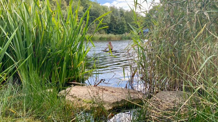 Ein ruhiger See mit Schilf und Bäumen im Hintergrund, unter einem blauen Himmel mit Wolken.