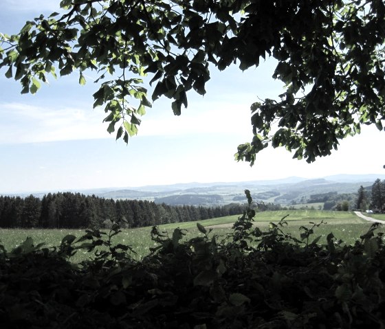 Blick über grüne Felder und Wälder in der Eifel, im Vordergrund ein Baum mit Blättern. Der Himmel ist blau mit wenigen Wolken., © Touristik GmbH Gerolsteiner Land, Ute Klinkhammer
