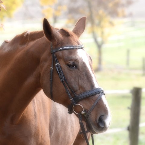 Een bruin paard staat naast een herfstboom in een wei omgeven door hekken.