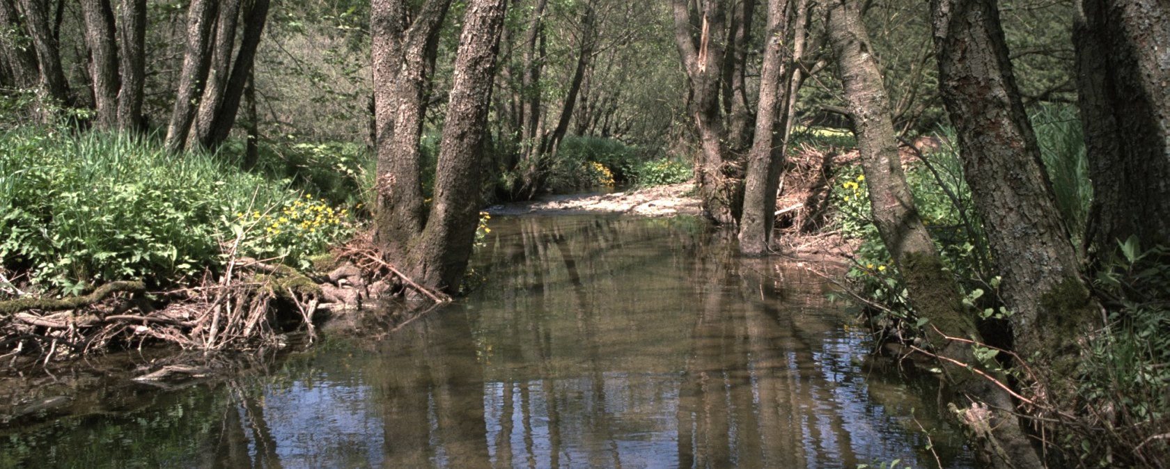Ein ruhiger Bach fließt durch einen Wald mit hohen Bäumen und grünem Unterholz. Die Sonne scheint durch die Blätter., © Touristik GmbH Gerolsteiner Land