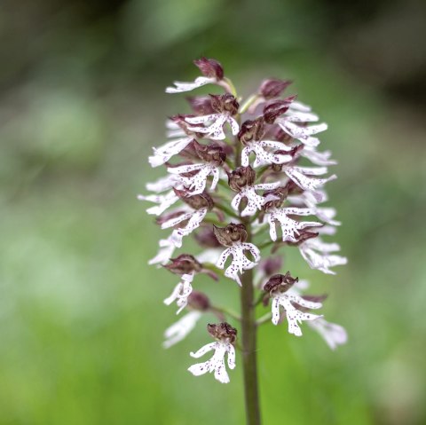 Eine einzelne wilde Orchidee mitten auf einer Wiese in Nahaufnahme.